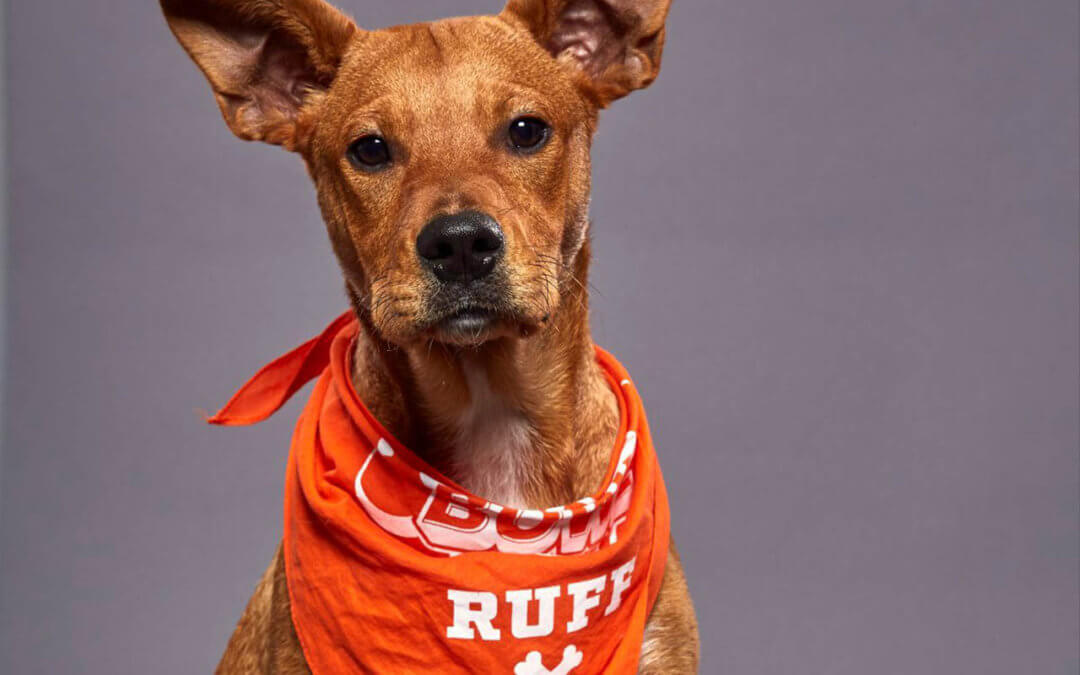 Michigan Shelter Dog will Compete in 2020 Puppy Bowl