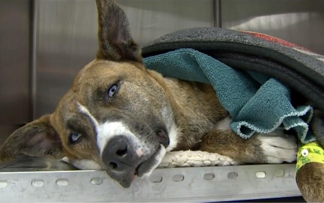 State Police Looking for Suspect Who Shot Dog in West Michigan