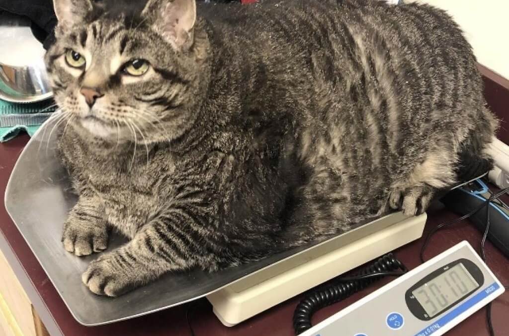 30-pound Cat and MHS Alum Zack Has Died