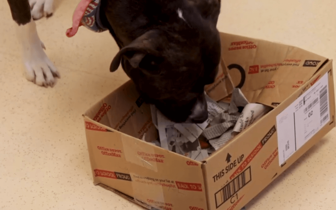 Dog with enrichment box.