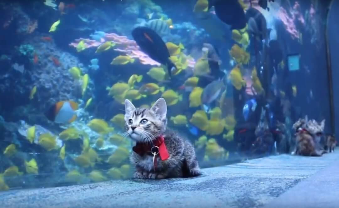 Kittens at Georgia Aquarium