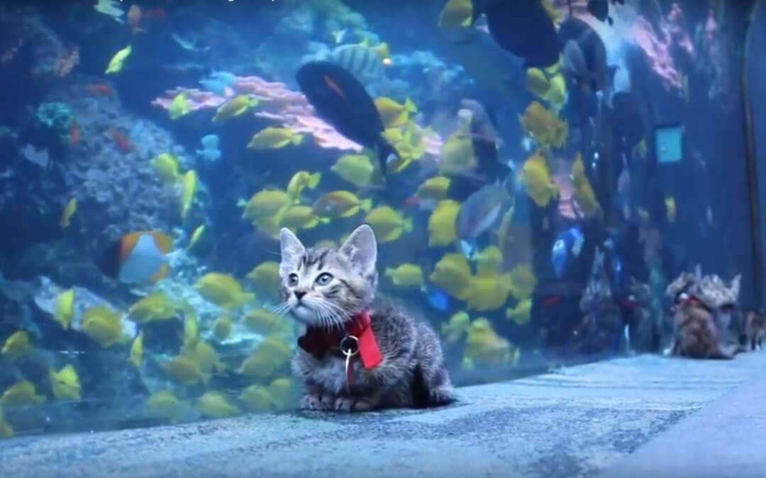 Watch Rescue Kittens Visit the Georgia Aquarium