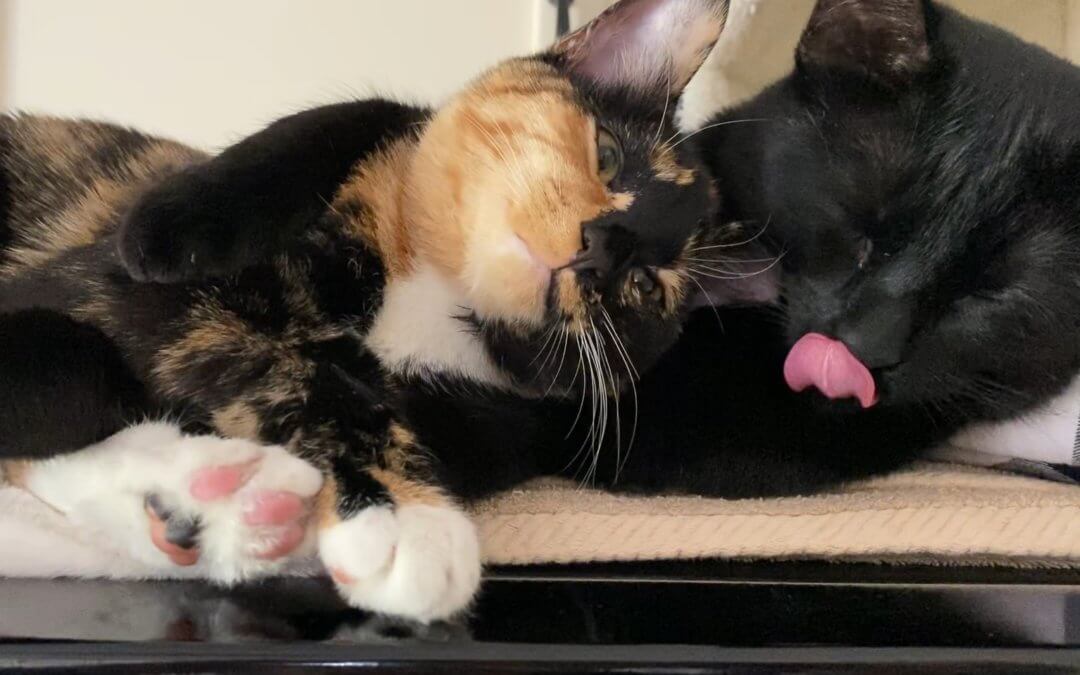 Michigan Humane Adoption Tails: Peanut and Paisley Anne