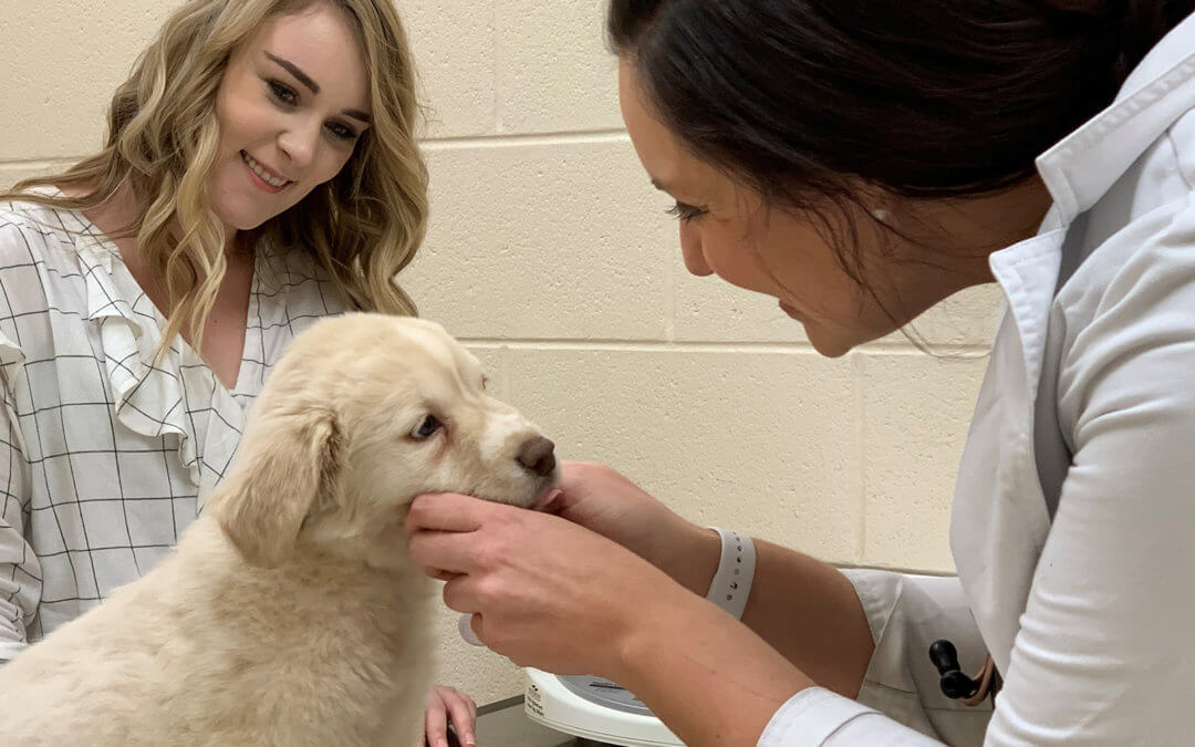 Dog visiting the veterinarian.