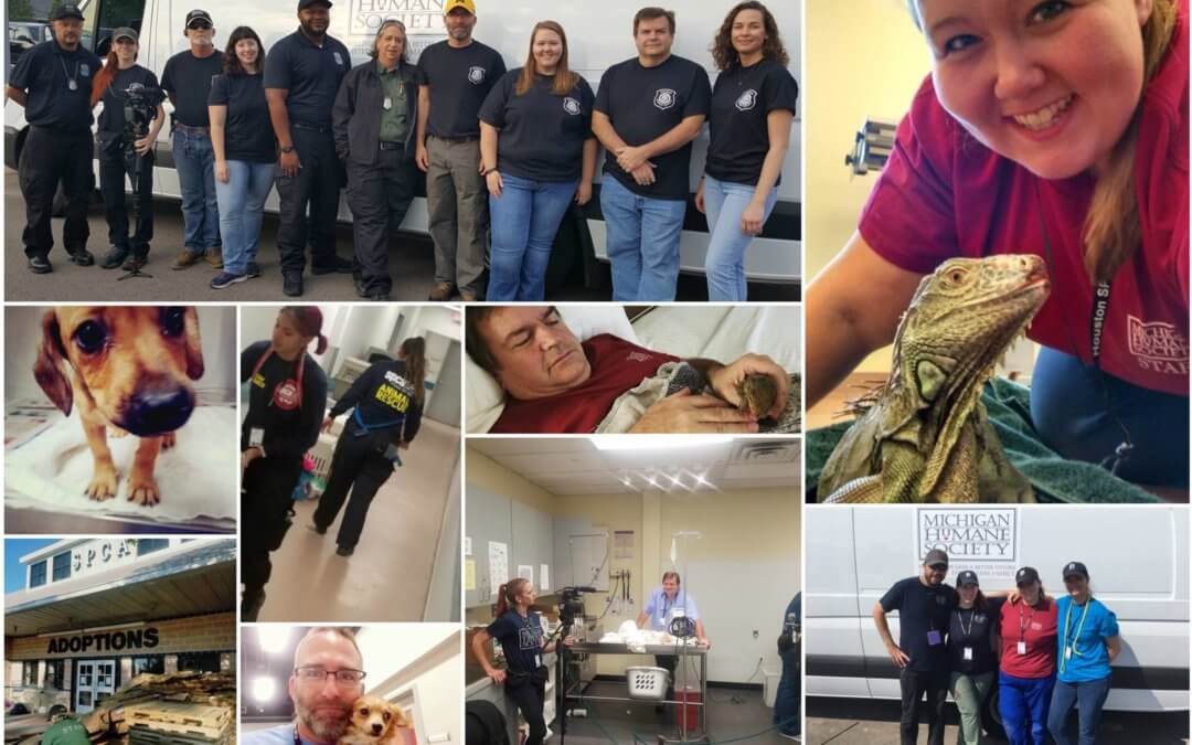Michigan Humane during Hurricane Harvey
