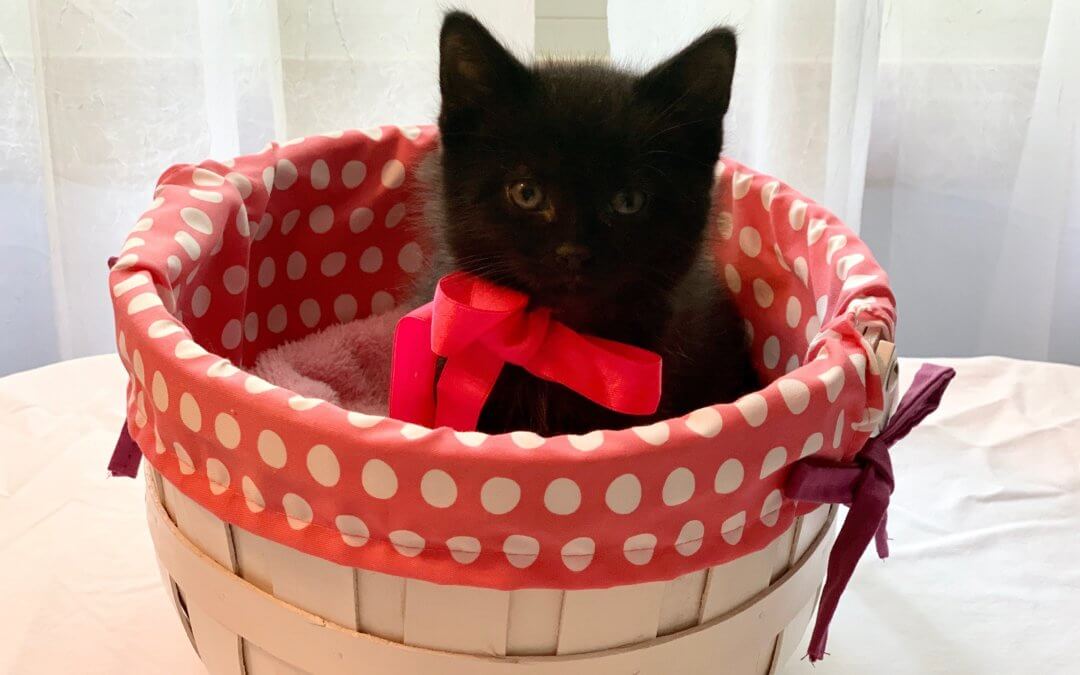 Help Michigan Humane Choose This Kitten’s Name