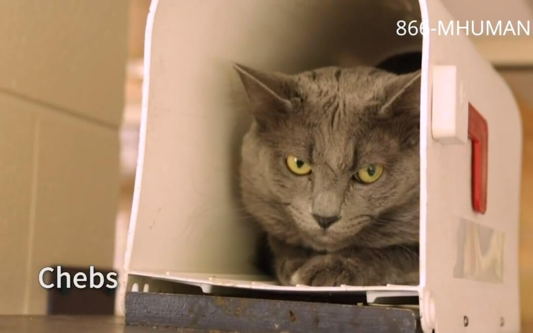 Virtual Adoption Floor for June 8, 2020