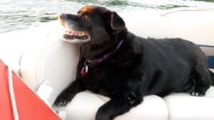 Maisy on the boat