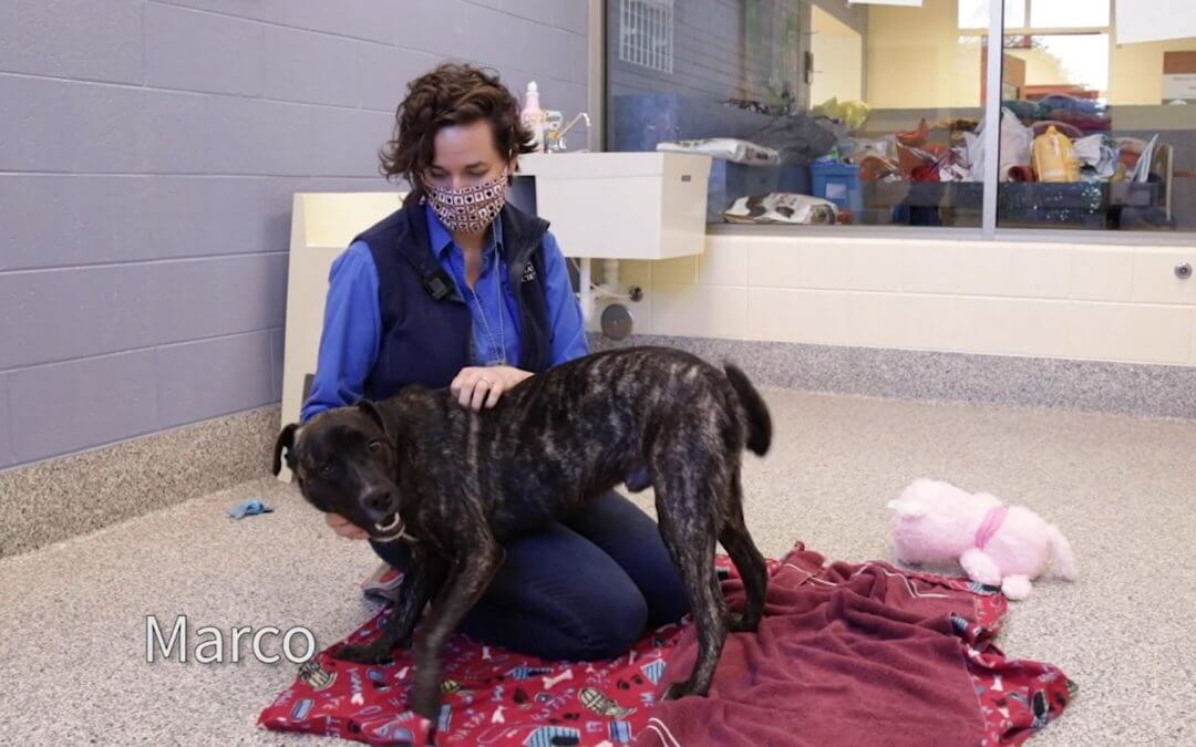 Virtual Adoption Floor for June 1, 2020