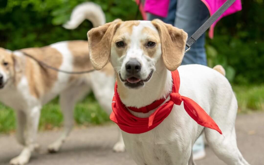 Walk to Change a Life