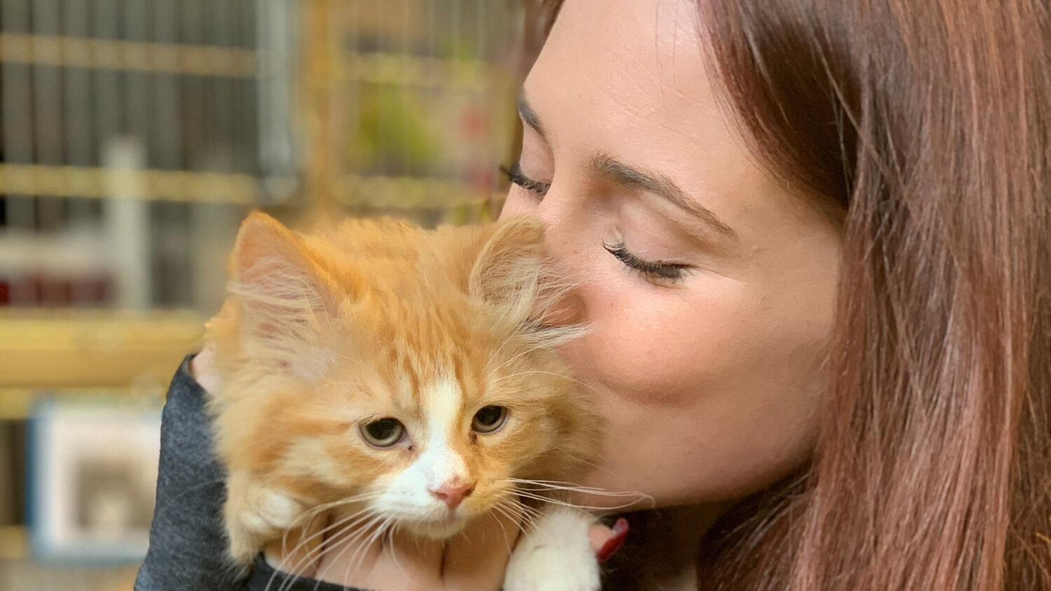 Cats & Kittens For Adoption   Adopt A Cat/Kitten   Michigan Humane ...