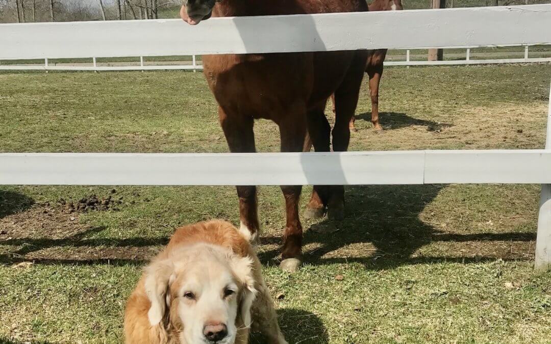 Dog and horse.