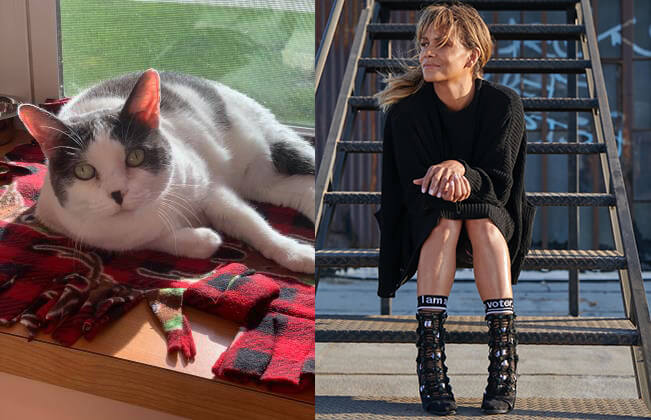 Halle Berry the Human Wants You to Adopt Halle Berry the Cat From Michigan Humane