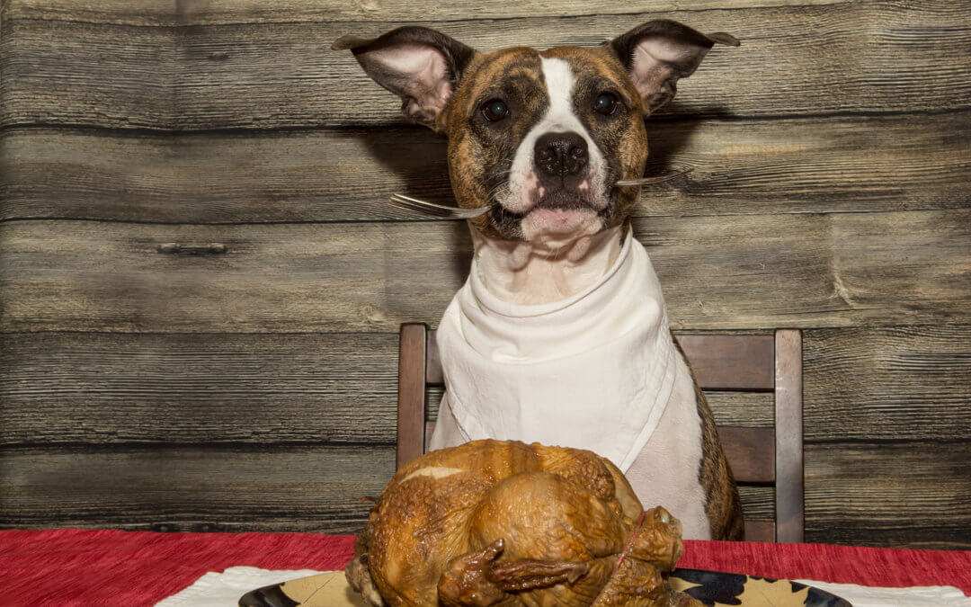 Dog with turkey dinner.