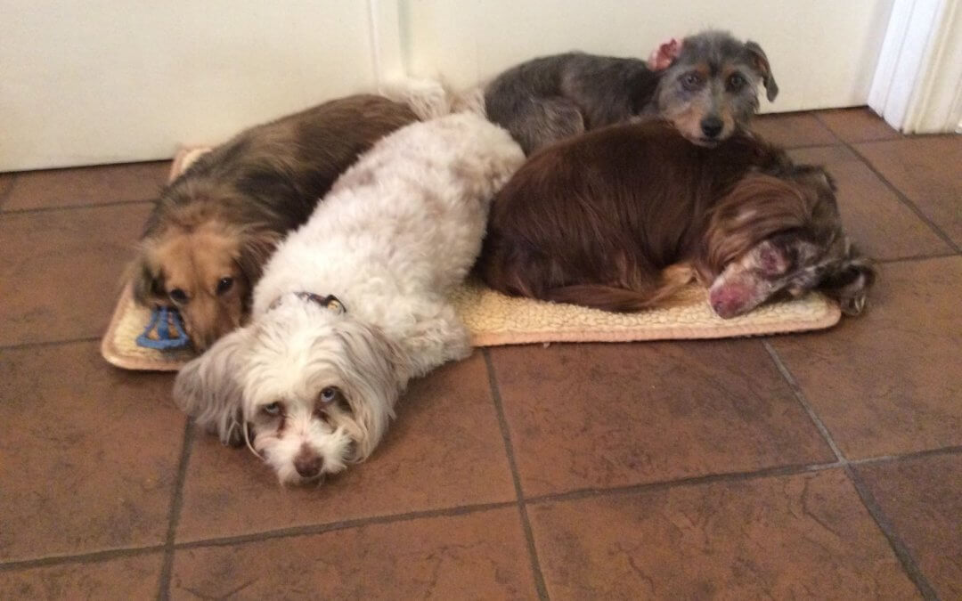 Meet the Kohler Boys