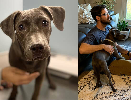 Texas Dog Hit By Car, Shot 70 Times Gets Adopted