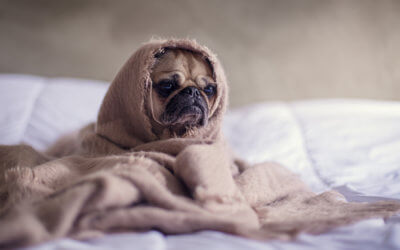 The Importance of Being Prepared for Pet Emergencies