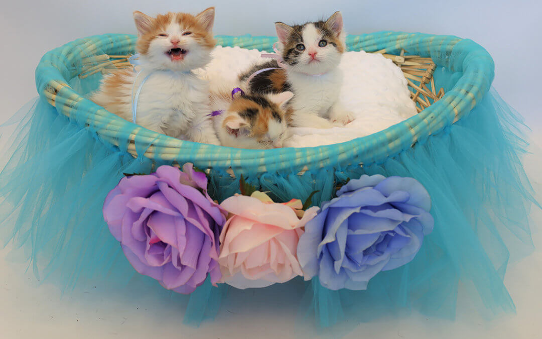 kittens in a basket