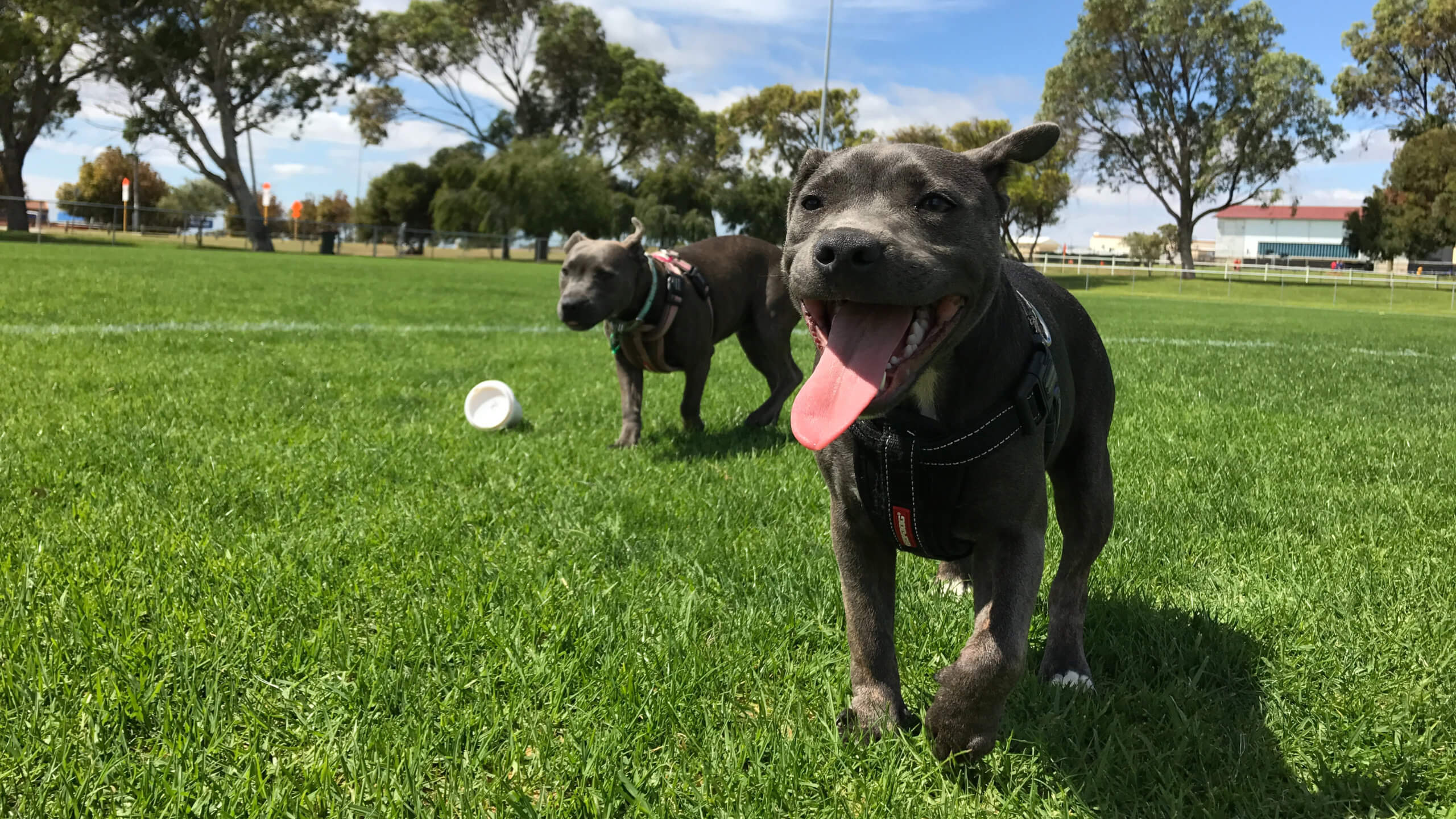 Dogs running on grass.