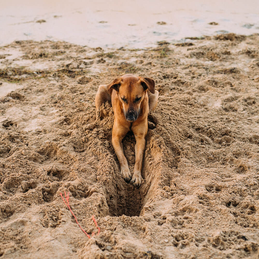 Dog digging sand at beach
