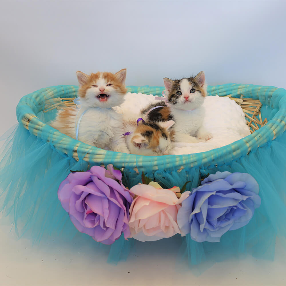 Kittens in basket