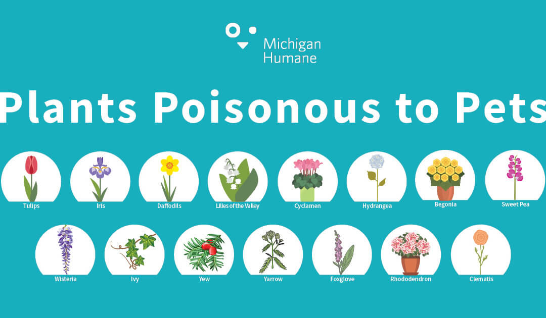 Plants poisonous to pets