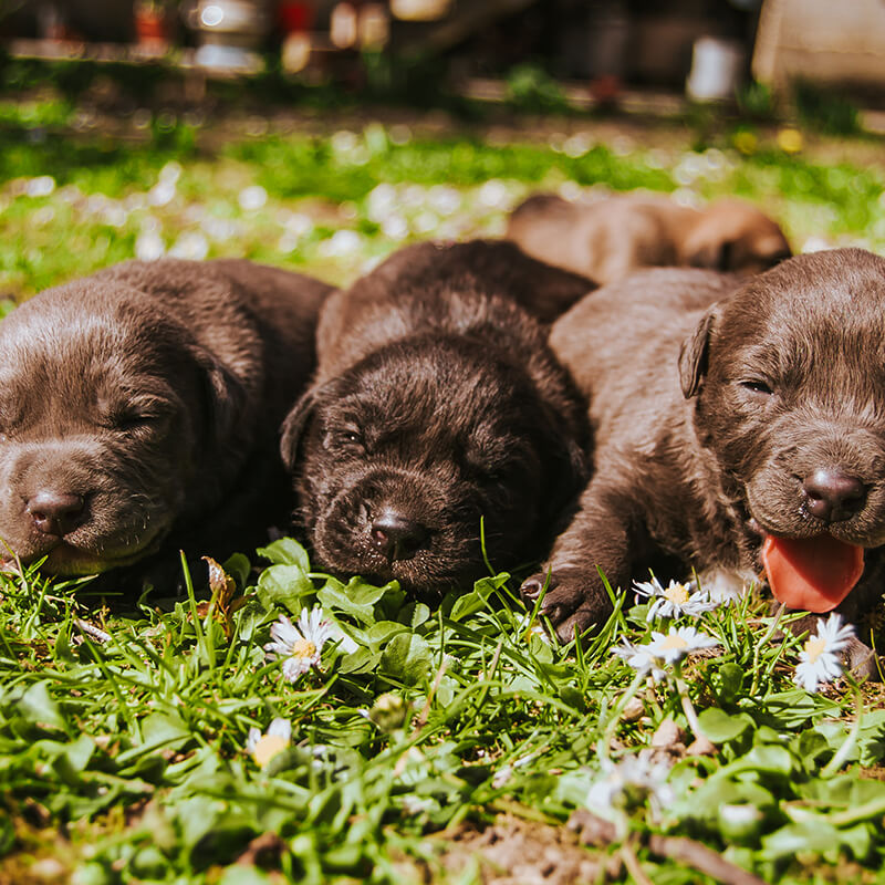 Puppies on grass