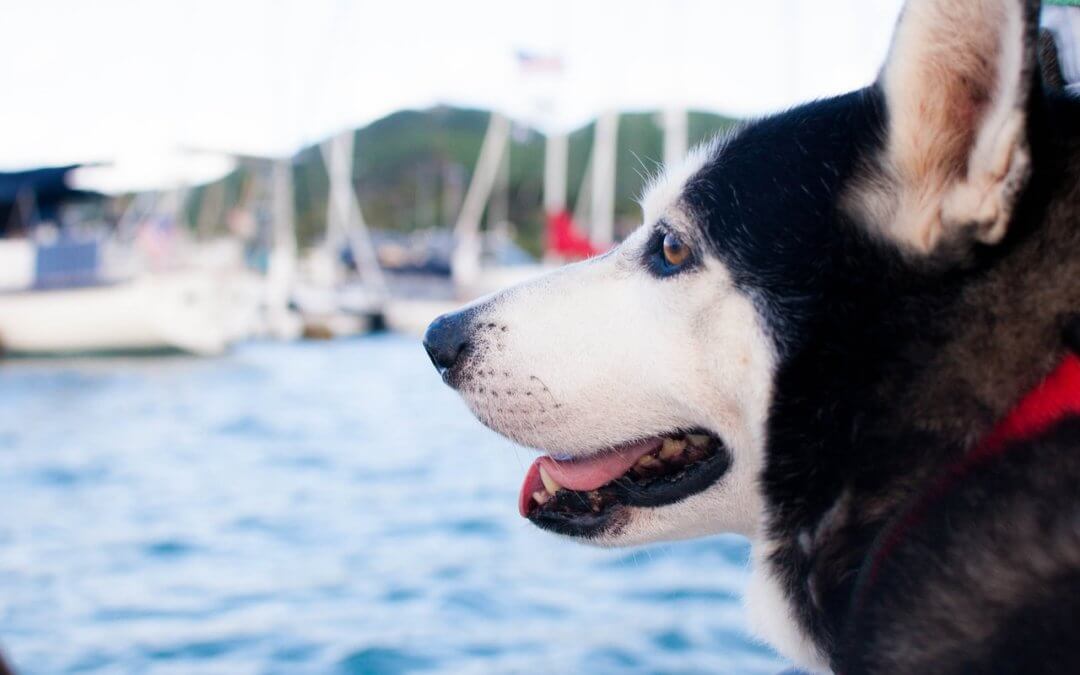 Dog staring at boats