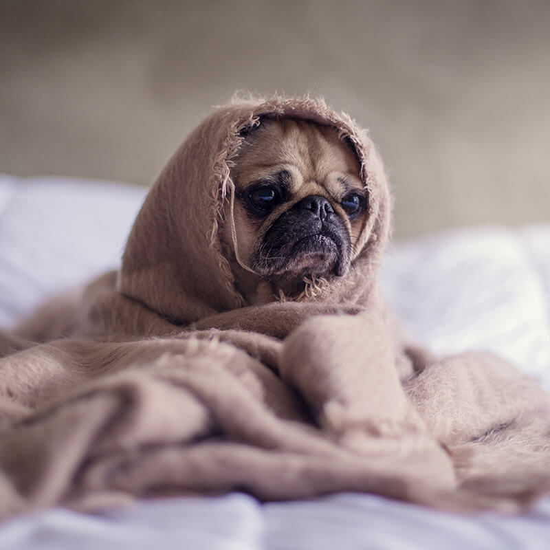 Sad dog in blanket