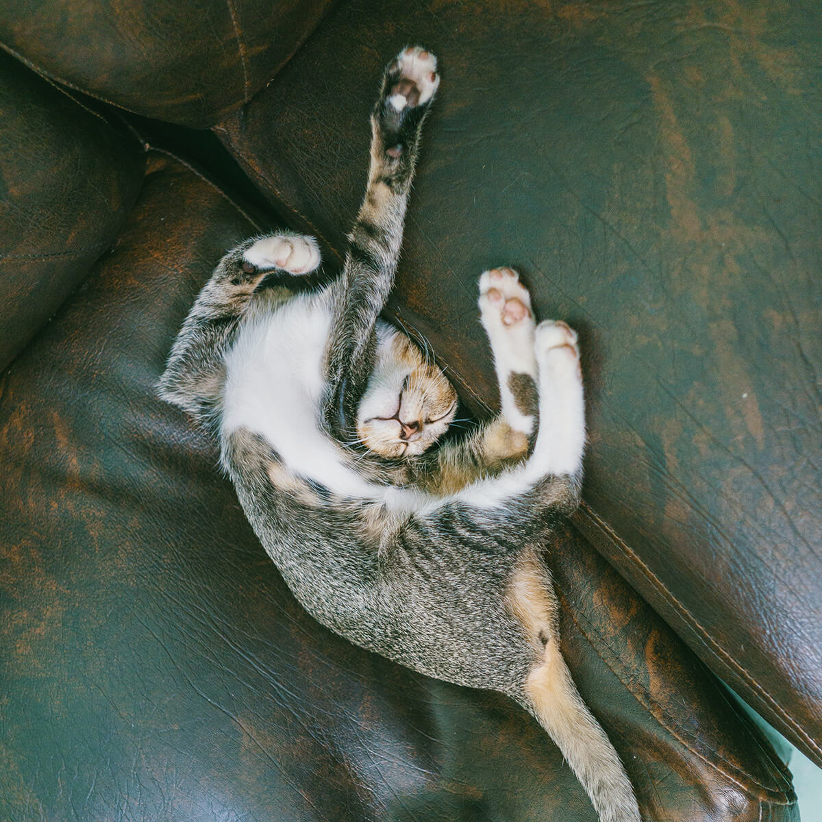 Puppies rescued by Michigan Humane Society.