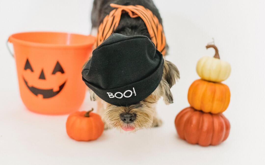 All Treats and No Tricks: Fall and Halloween Safety Tips