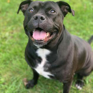 Dog available to adopt from Michigan Humane