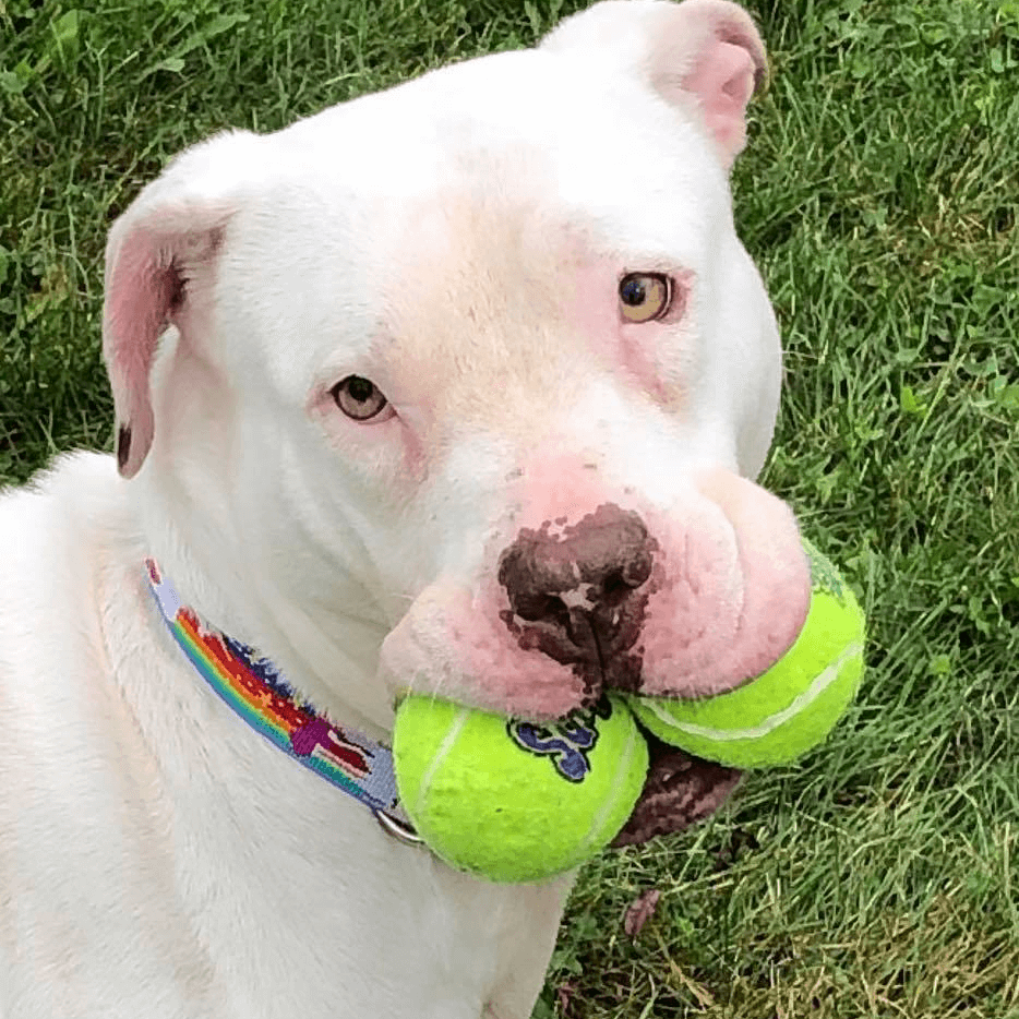 Dog available to adopt from Michigan Humane