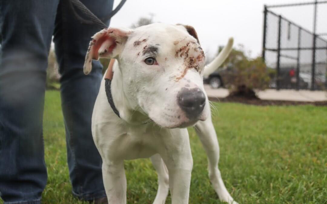 Courtroom animal advocate program laws give a voice to the voiceless