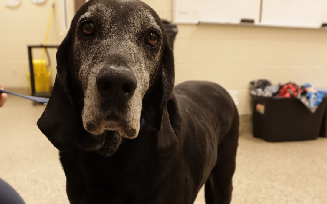 Celebrating National Adopt a Senior Pet Month