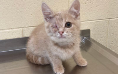 Michigan Humane receives grant from Orphan Kitten Club to support kitten season rescues