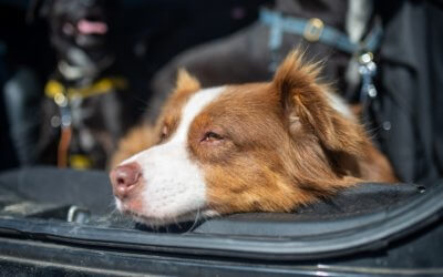 Understanding the rules of service animals and public transportation