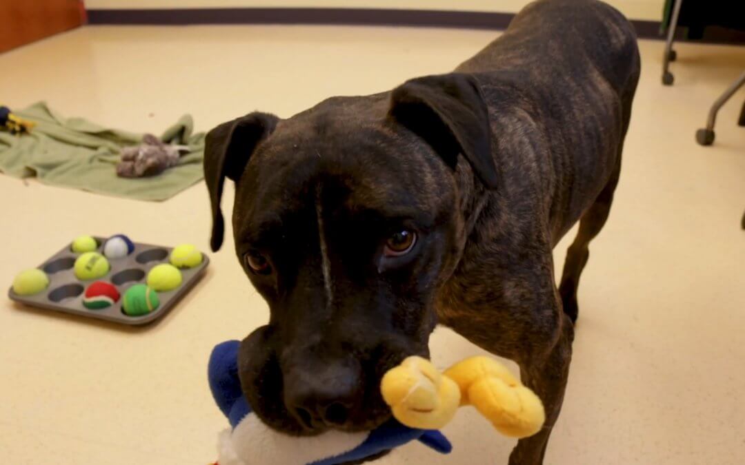 Shelter dog playing with toy