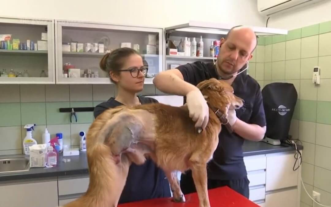 Polish veterinary clinic treating wounded pets from Ukraine