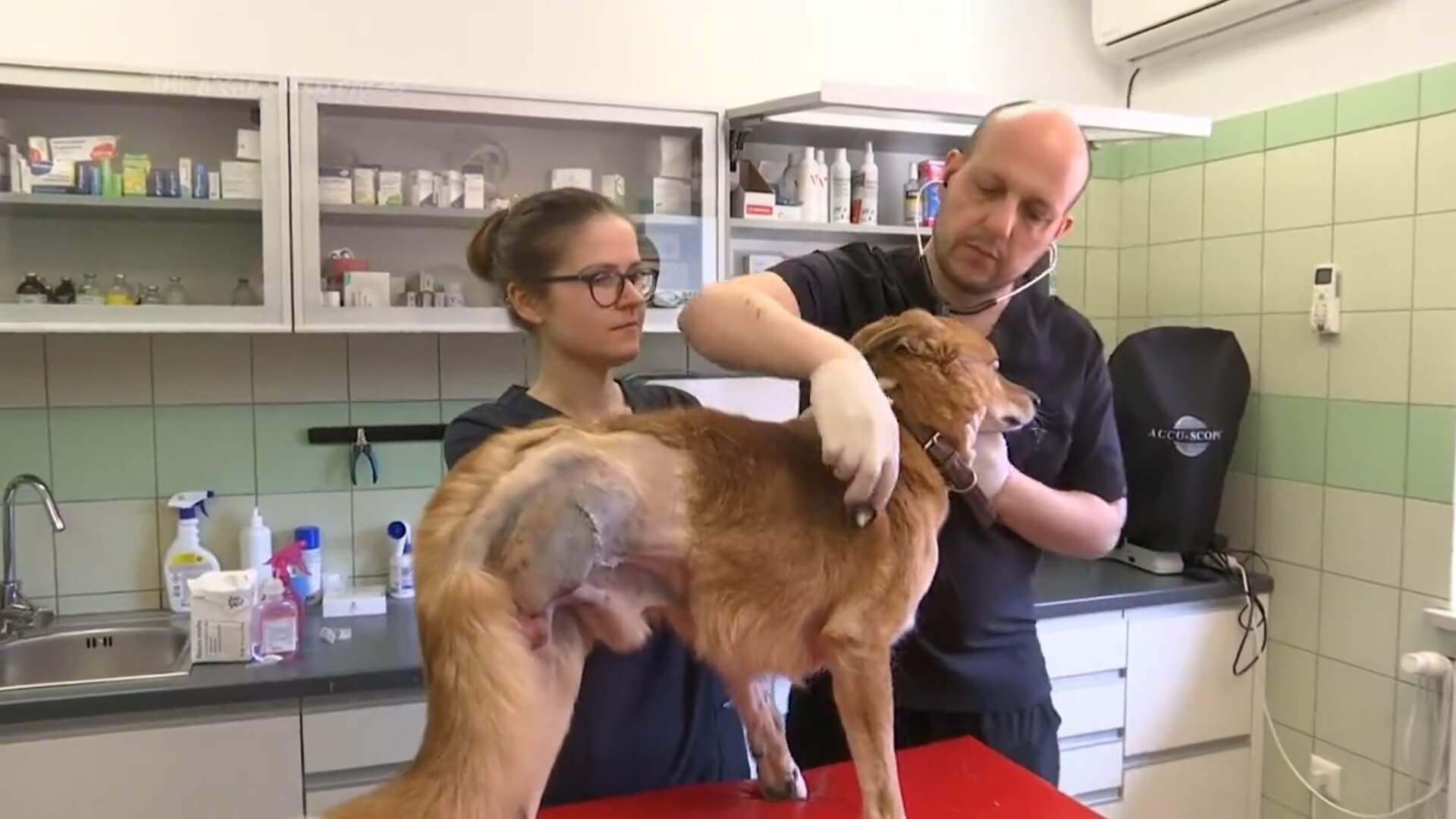 Polish veterinary clinic treating wounded pets from Ukraine - Michigan  Humane