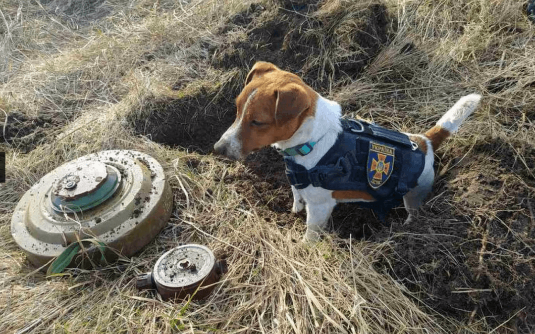 Ukraine Bomb Sniffing Dog Patron