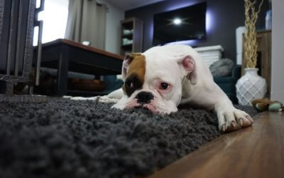 Three out of four dogs in UK suffering from mental health issues, study says