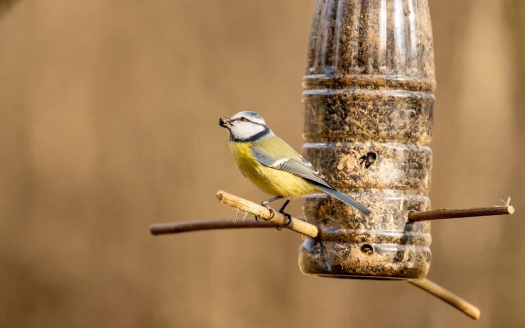 Bird and bird feeder