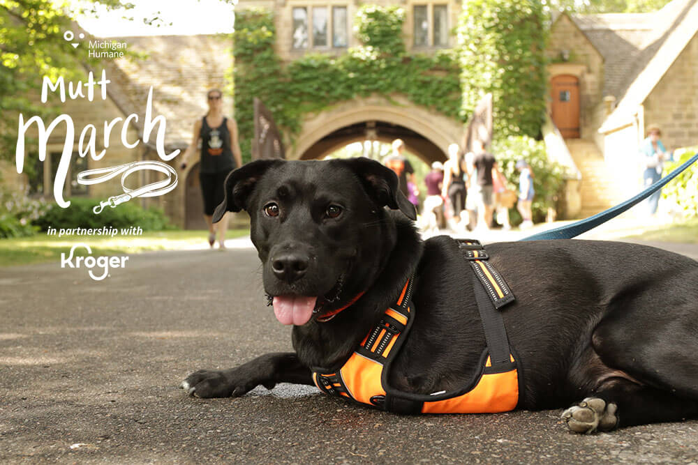 2022 Michigan Humane Mutt March in partnership with Kroger