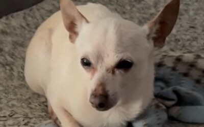 Guinness World Records confirms oldest dog alive is a chihuahua named TobyKeith