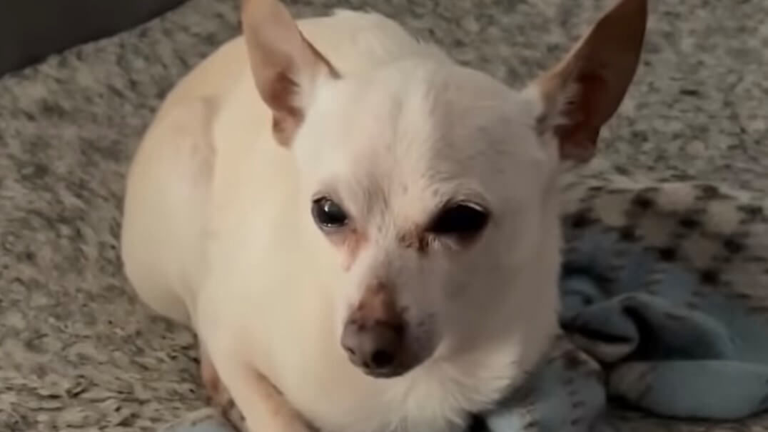 The world's oldest living dog, a chihuahua named TobyKeith, breaks Guinness World record