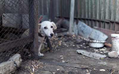 The link between animal abuse and human violence and its impact on animal protection laws