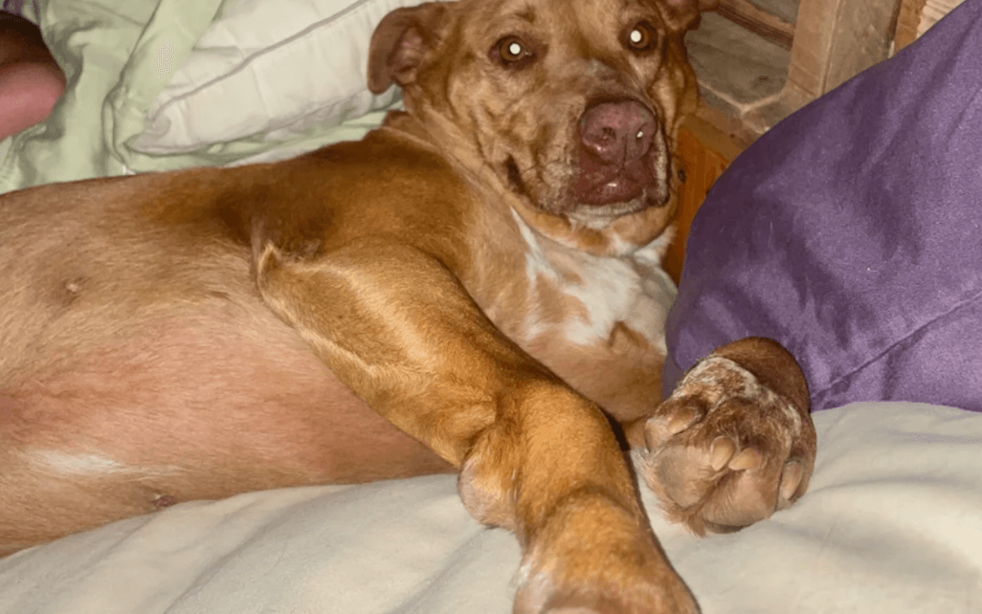Sneaky dog Nala broke into a couple’s home and cuddled in their bed