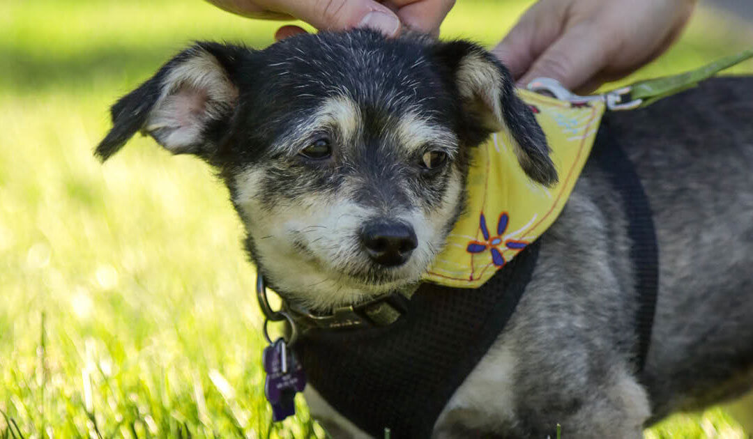 The Kibble –  Rita’s Legacy