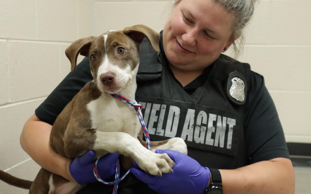 HB 4703 and HB 4704 (Bond-or-Forfeit Bills)